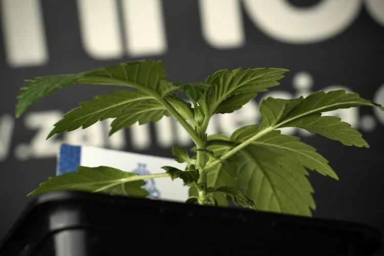 Pickle Lemon Haze F1 Zamnesia Pheno A. Week 2 - PLH Pheno A