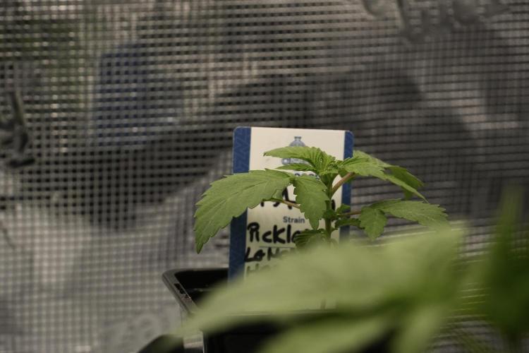 Pickle Lemon Haze F1 Zamnesia Pheno A. Week 2 - PLH Pheno A