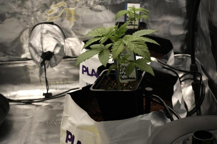 Pickle Lemon Haze F1 Zamnesia Pheno A. Week 2 - PLH Pheno A