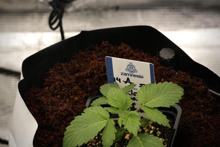Pickle Lemon Haze F1 Zamnesia Pheno A. Week 2 - PLH Pheno A