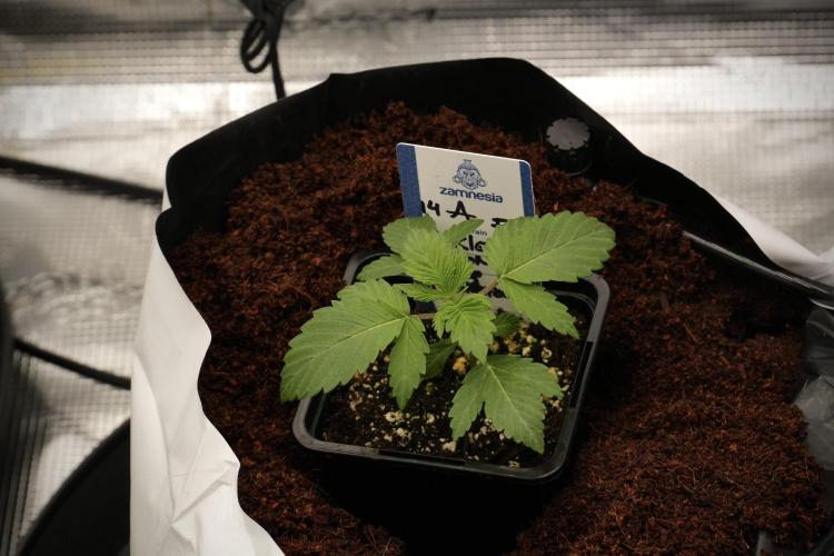 Pickle Lemon Haze F1 Zamnesia Pheno A. Week 2 - PLH Pheno A