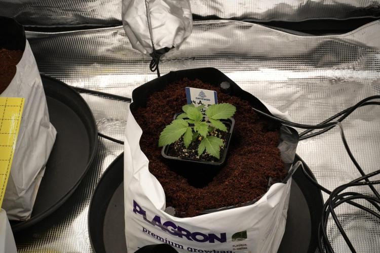 Pickle Lemon Haze F1 Zamnesia Pheno A. Week 2 - PLH Pheno A