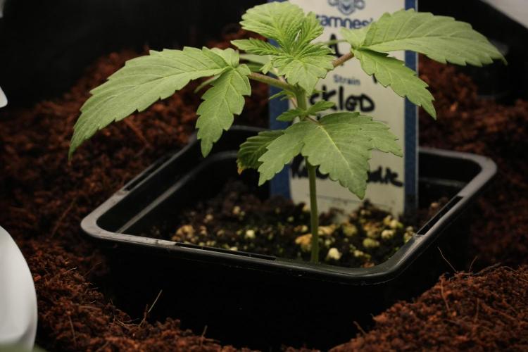 Pickle Lemon Haze F1 Zamnesia Pheno A. Week 2 - PLH Pheno A