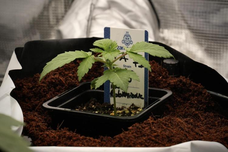 Pickle Lemon Haze F1 Zamnesia Pheno A. Week 2 - PLH Pheno A