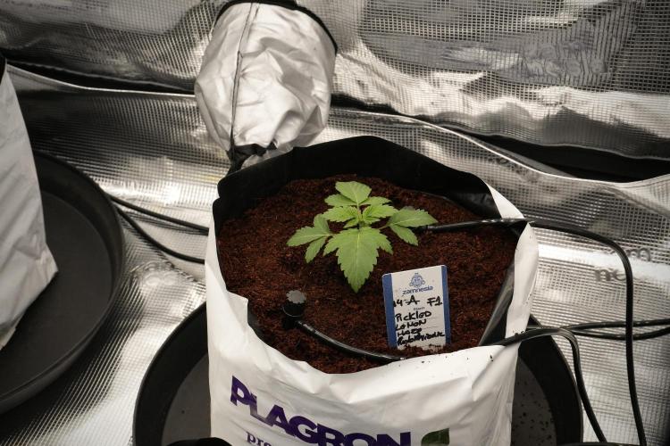 Pickle Lemon Haze F1 Zamnesia Pheno A. Week 2 - PLH Pheno A 