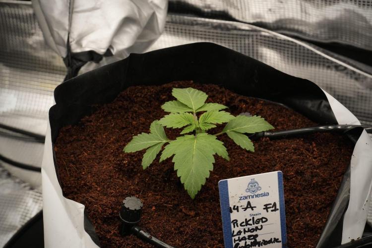 Pickle Lemon Haze F1 Zamnesia Pheno A. Week 2 - PLH Pheno A 