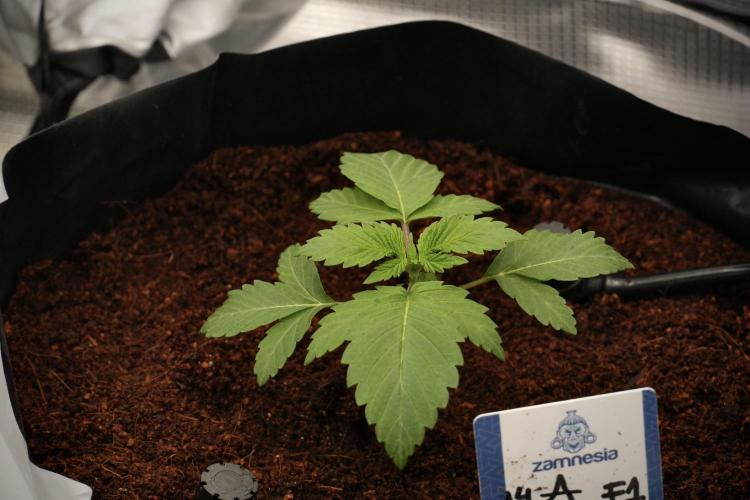 Pickle Lemon Haze F1 Zamnesia Pheno A. Week 2 - PLH Pheno A 