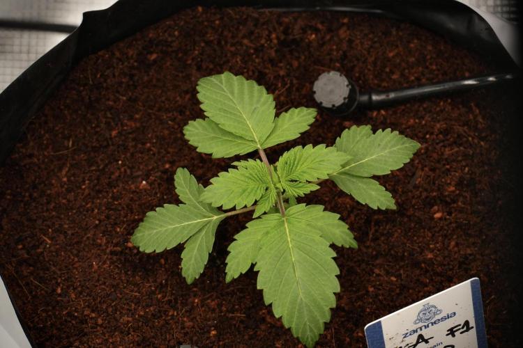 Pickle Lemon Haze F1 Zamnesia Pheno A. Week 2 - PLH Pheno A 