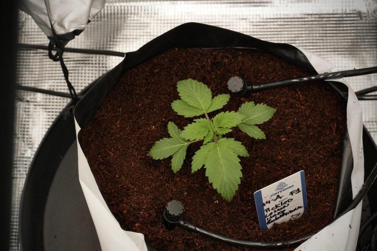Pickle Lemon Haze F1 Zamnesia Pheno A. Week 2 - PLH Pheno A 