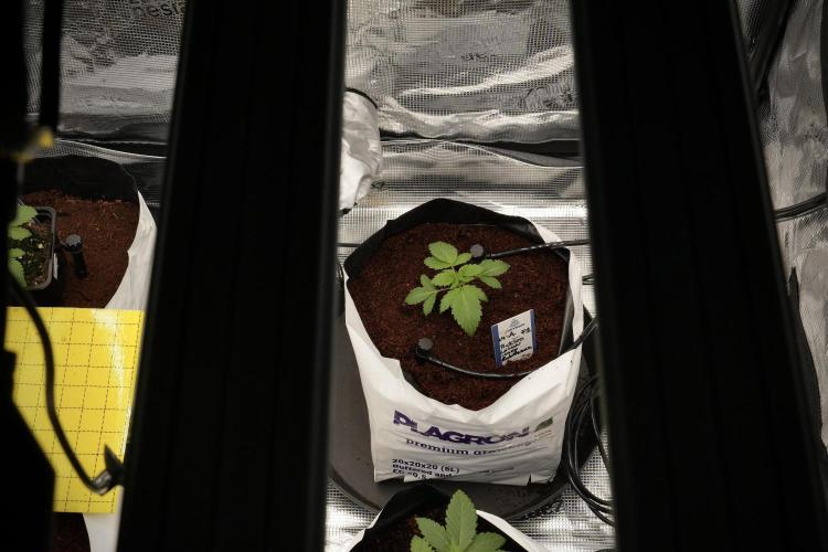 Pickle Lemon Haze F1 Zamnesia Pheno A. Week 2 - PLH Pheno A 