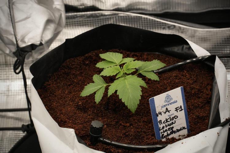 Pickle Lemon Haze F1 Zamnesia Pheno A. Week 2 - PLH Pheno A 
