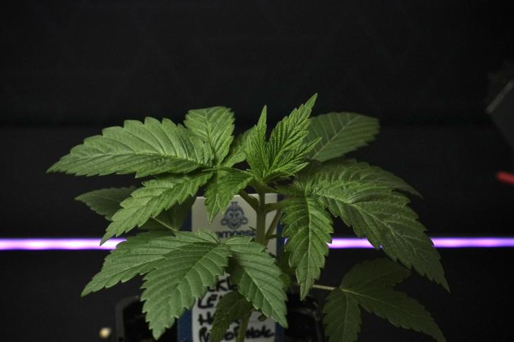 Pheno B Pickle Lemon Haze F1 Zamnesia. Week 2 - Pickle Lemon Haze F1