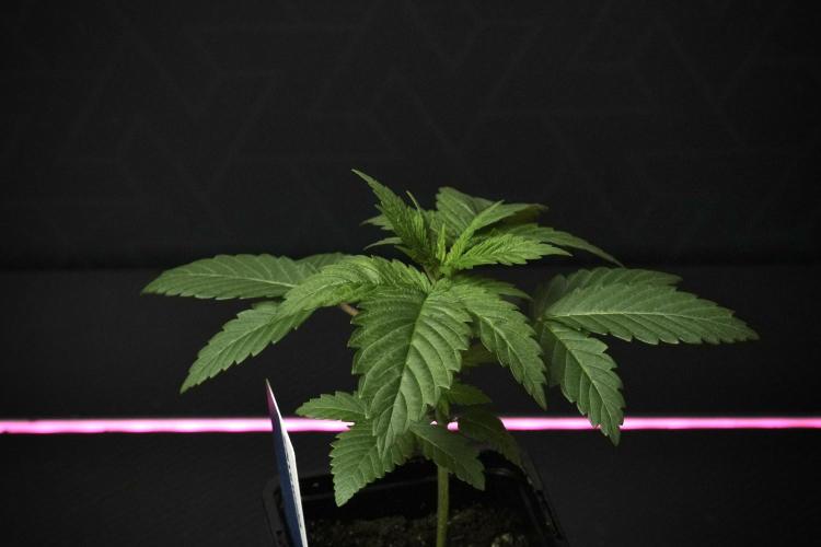 Pheno B Pickle Lemon Haze F1 Zamnesia. Week 2 - Pickle Lemon Haze F1