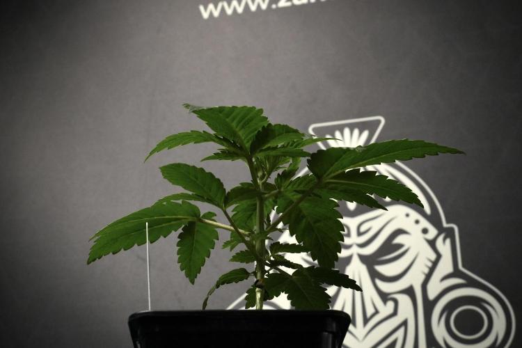 Pheno B Pickle Lemon Haze F1 Zamnesia. Week 2 - v
