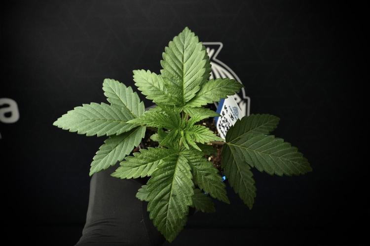 Pheno B Pickle Lemon Haze F1 Zamnesia. Week 2 - Pickle Lemon Haze F1