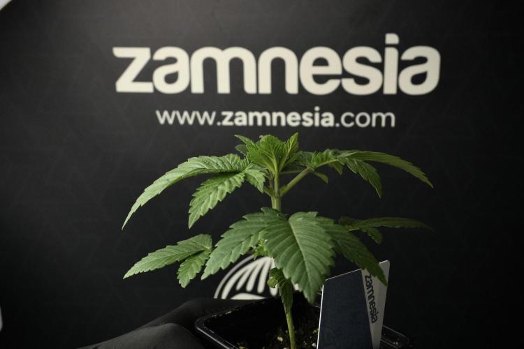 Pheno B Pickle Lemon Haze F1 Zamnesia. Week 2 - Pickle Lemon Haze F1