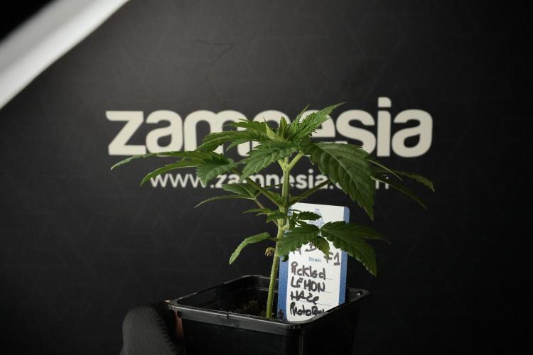 Pheno B Pickle Lemon Haze F1 Zamnesia. Week 2 - Pickle Lemon Haze F1