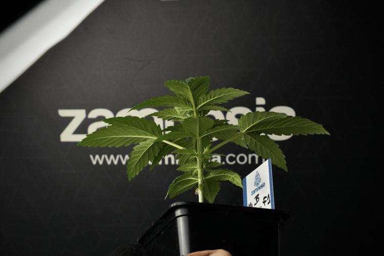 Pheno B Pickle Lemon Haze F1 Zamnesia. Week 2 - Pickle Lemon Haze F1
