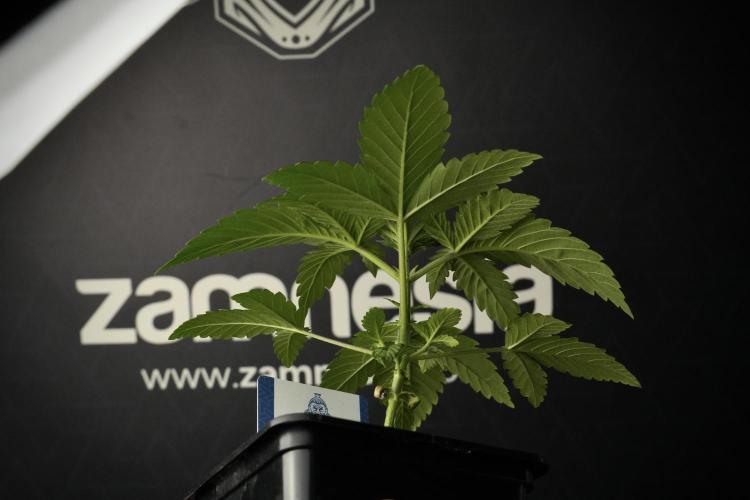 Pheno B Pickle Lemon Haze F1 Zamnesia. Week 2 - Pickle Lemon Haze F1