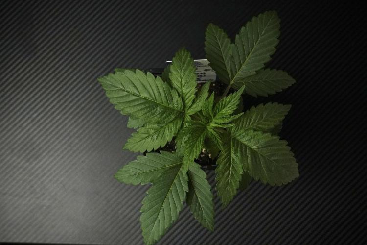 Pheno B Pickle Lemon Haze F1 Zamnesia. Week 2 - Pickle Lemon Haze F1