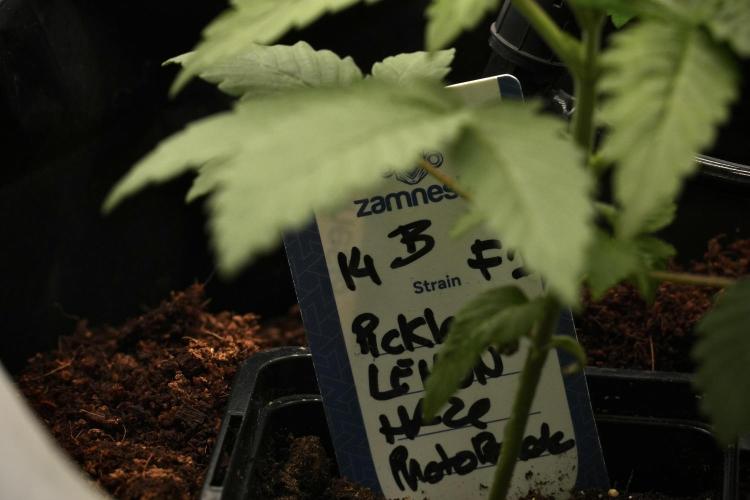 Pheno B Pickle Lemon Haze F1 Zamnesia. Week 2 - Pickle Lemon Haze F1