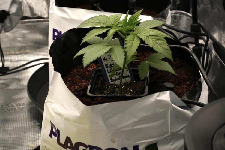 Pheno B Pickle Lemon Haze F1 Zamnesia. Week 2 - Pickle Lemon Haze F1