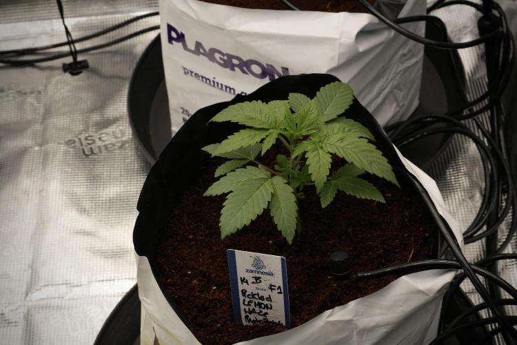 Pheno B Pickle Lemon Haze F1 Zamnesia. Week 2 - Pickle Lemon Haze F1