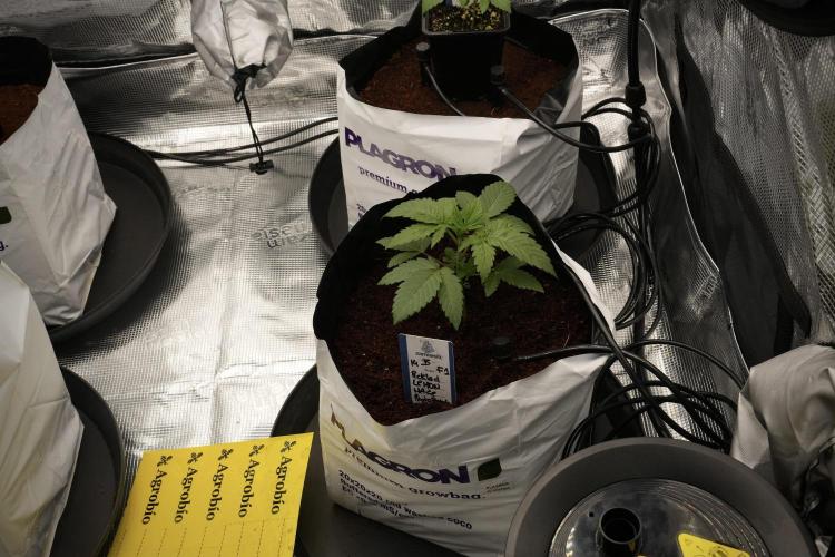 Pheno B Pickle Lemon Haze F1 Zamnesia. Week 2 - Pickle Lemon Haze F1