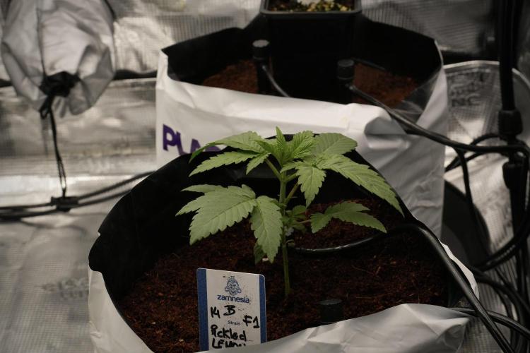 Pheno B Pickle Lemon Haze F1 Zamnesia. Week 2 - Pickle Lemon Haze F1