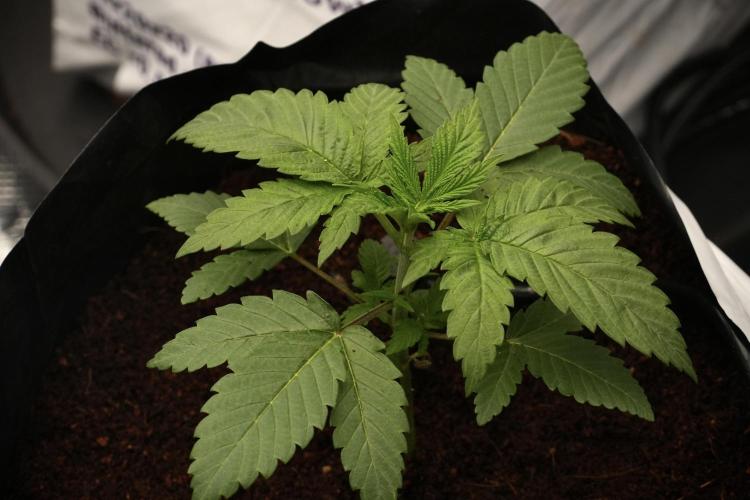 Pheno B Pickle Lemon Haze F1 Zamnesia. Week 2 - Pickle Lemon Haze F1