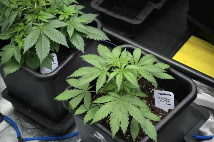 Blueberry  Muffin by Zamnesia Pheno A. Week 4 - Blueberry Muffin Pheno A 