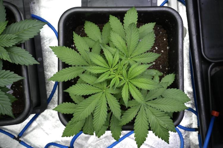 Blueberry  Muffin by Zamnesia Pheno A. Week 4 - Blueberry Muffin Pheno A 