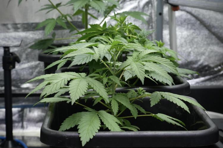 Blueberry  Muffin by Zamnesia Pheno A. Week 4 - Blueberry Muffin Pheno A 