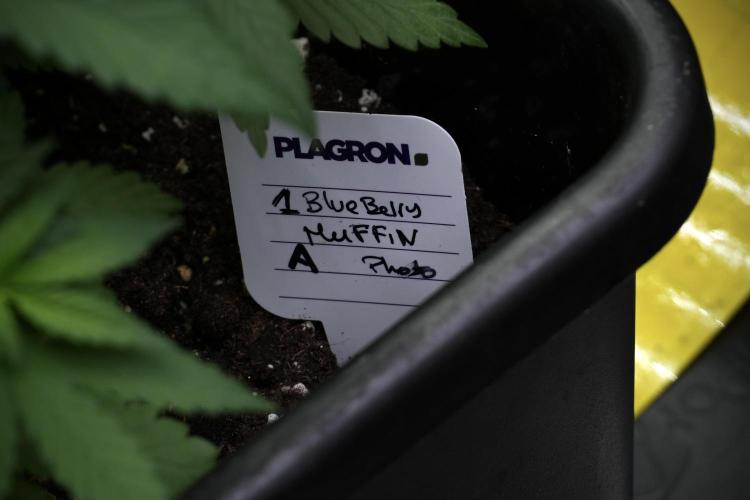 Blueberry  Muffin by Zamnesia Pheno A. Week 4 - Blueberry Muffin Pheno A 