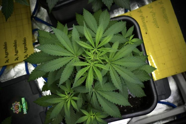 Blueberry  Muffin by Zamnesia Pheno A. Week 4 - Blueberry Muffin Pheno A 