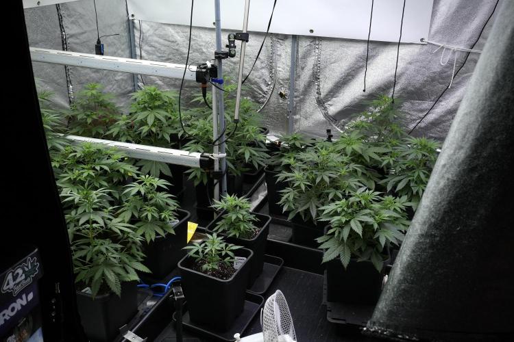 Blueberry  Muffin by Zamnesia Pheno A. Week 4 - Room ad Vibes