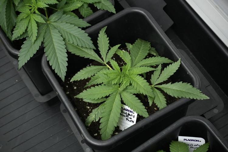 Pheno B Blueberry  Muffin by Zamnesia. Week 4 - Blueberry Muffin plant B the freak one 