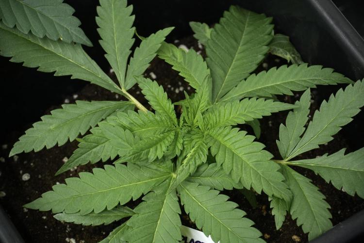Pheno B Blueberry  Muffin by Zamnesia. Week 4 - Blueberry Muffin plant B the freak one 