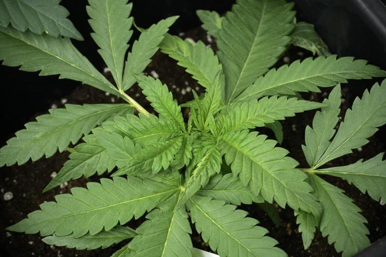 Pheno B Blueberry  Muffin by Zamnesia. Week 4 - Blueberry Muffin plant B the freak one 