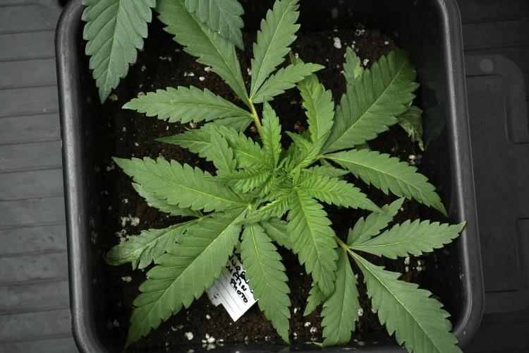 Pheno B Blueberry  Muffin by Zamnesia. Week 4 - Blueberry Muffin plant B the freak one 