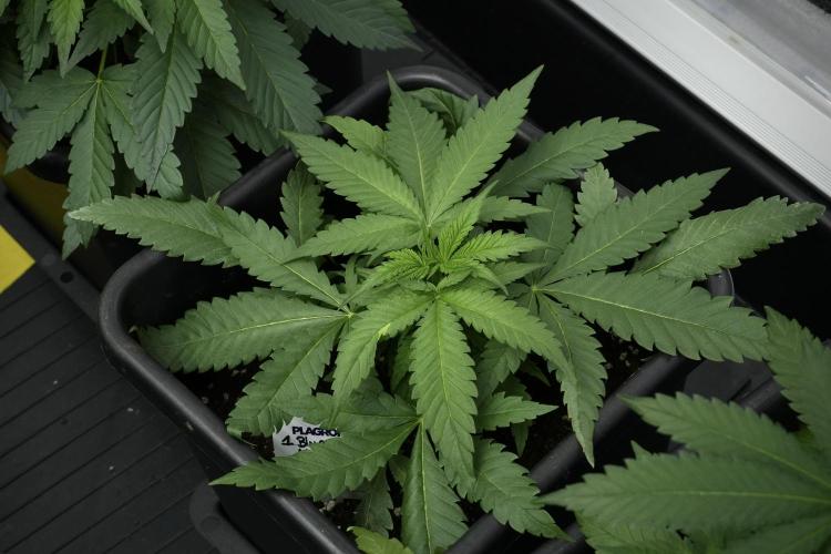 Pheno B Blueberry  Muffin by Zamnesia. Week 4 - Blueberry Muffin plant B the freak one 