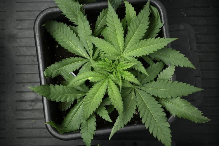 Pheno B Blueberry  Muffin by Zamnesia. Week 4 - Blueberry Muffin plant B the freak one 