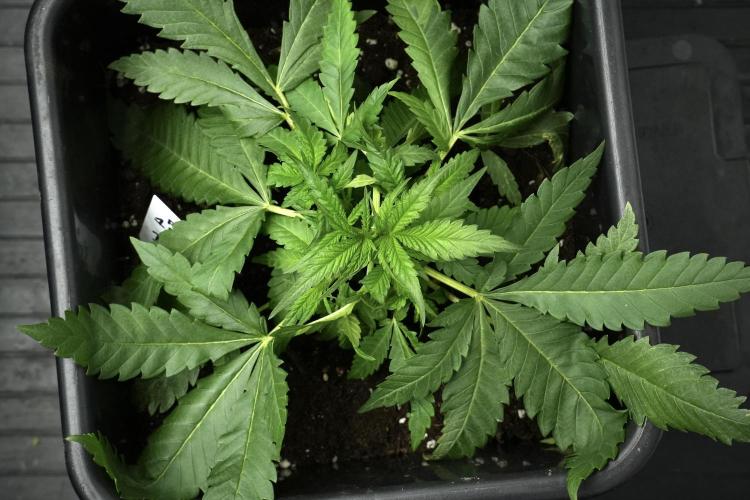 Pheno B Blueberry  Muffin by Zamnesia. Week 4 - Blueberry Muffin plant B the freak one 