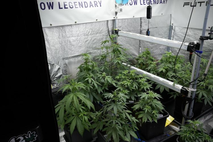 Pheno B Blueberry  Muffin by Zamnesia. Week 4 - room and vibes 