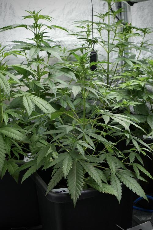 Cash Express By Zamnesia Pheno A. Week 4 - Cash Express Plant A