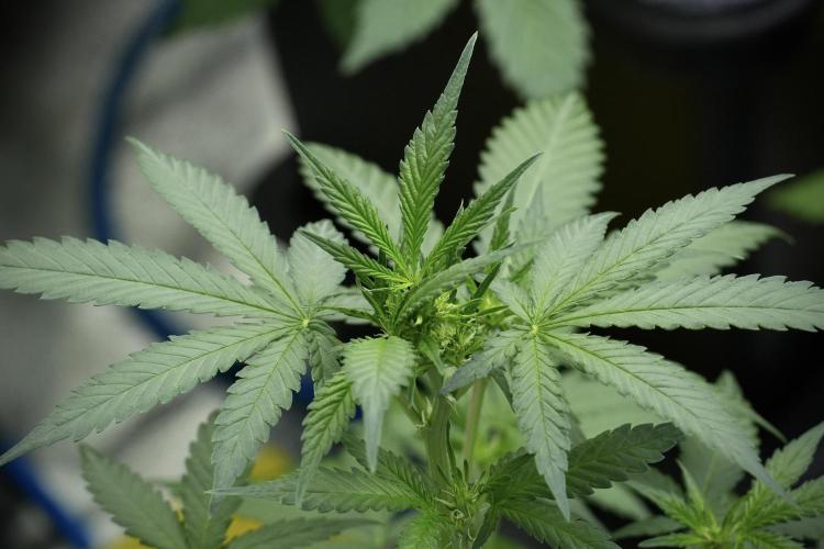 Cash Express By Zamnesia Pheno A. Week 4 - Cash Express Plant A