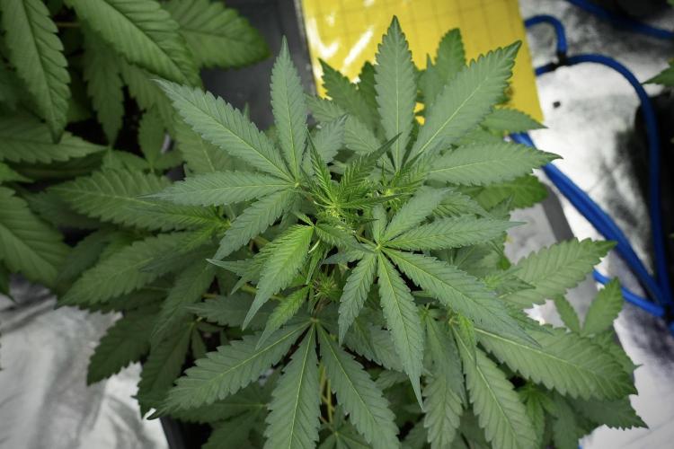 Cash Express By Zamnesia Pheno A. Week 4 - Cash Express Plant A