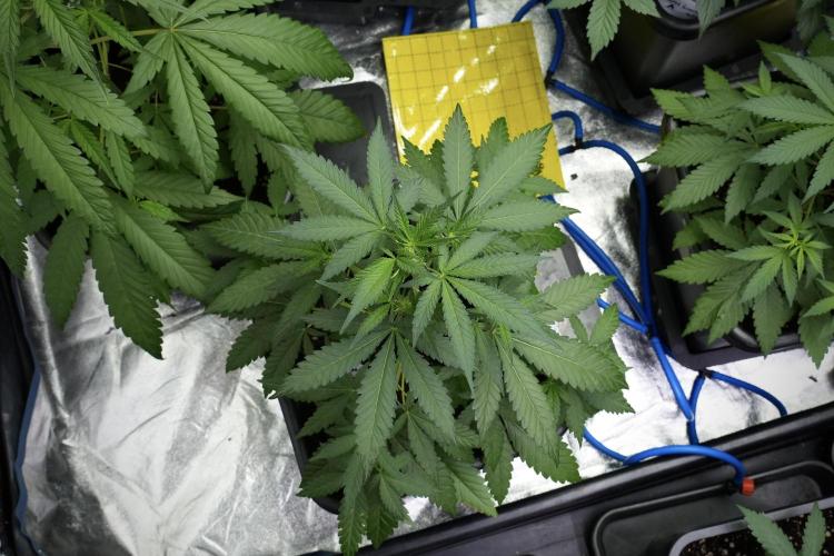 Cash Express By Zamnesia Pheno A. Week 4 - Cash Express Plant A