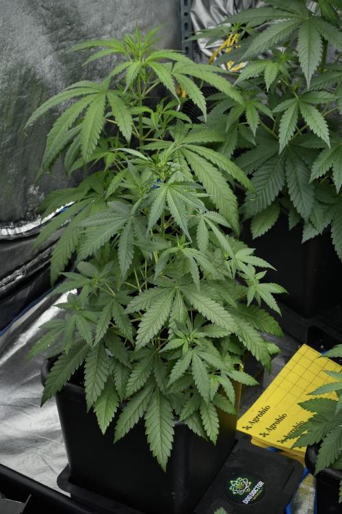 Cash Express By Zamnesia Pheno A. Week 4 - Cash Express Plant A