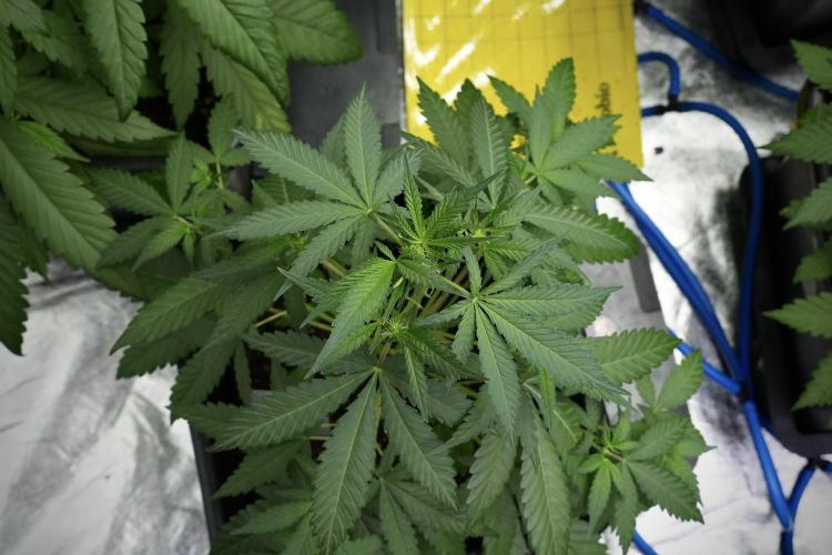Cash Express By Zamnesia Pheno A. Week 4 - Cash Express Plant A